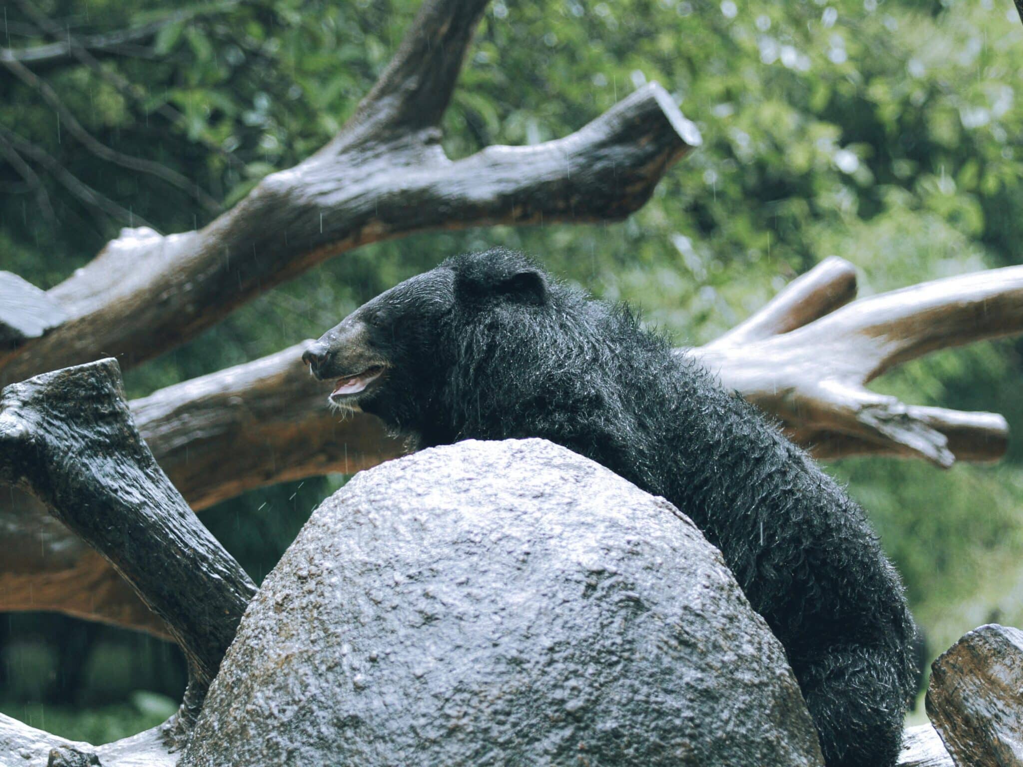 A picture of an American Black Bear behind a rock.
