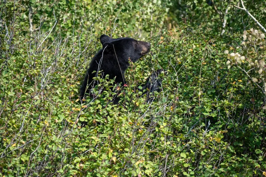 An American black bear in the wilderness as an example of the importance of teaching children about its conservation.