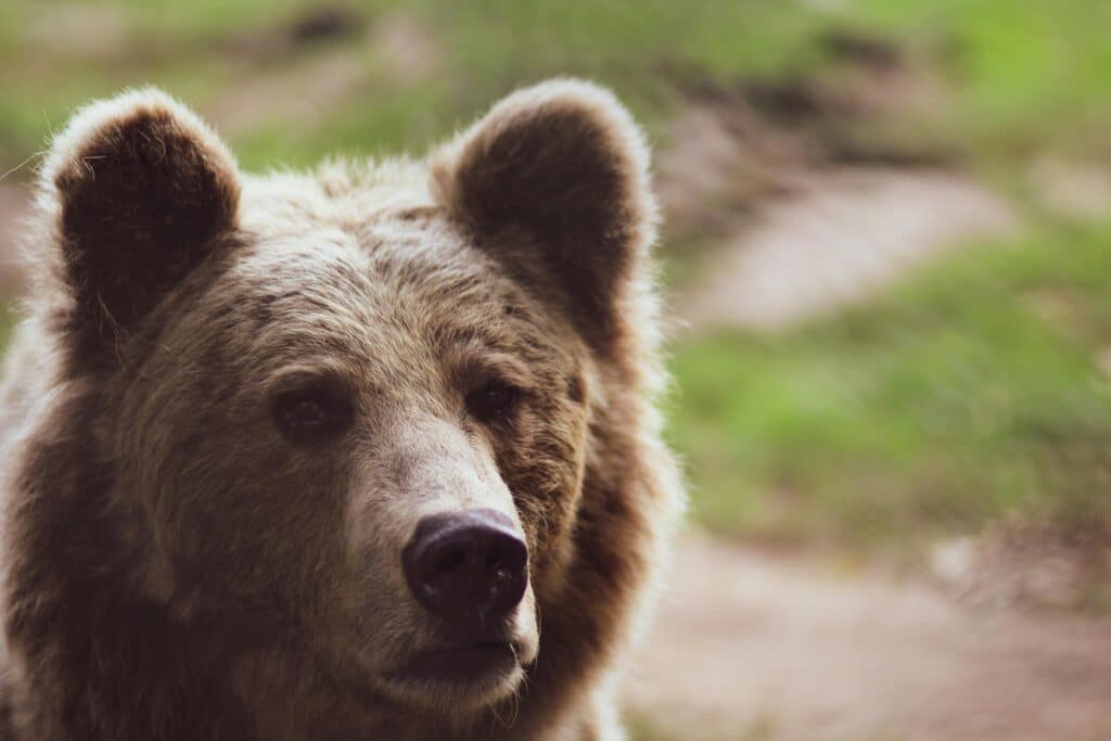 A picture of a Siberian brown bear as an example of encounters.