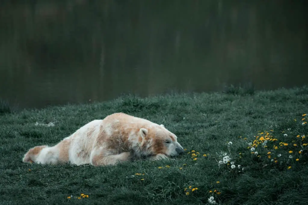 A Kermode bear as a representation of enveloped mystery in culture.