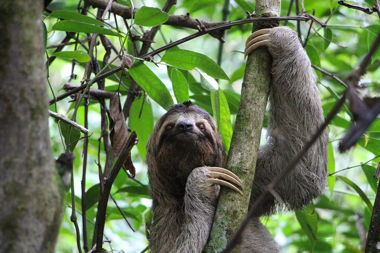 A Sloth Bear.