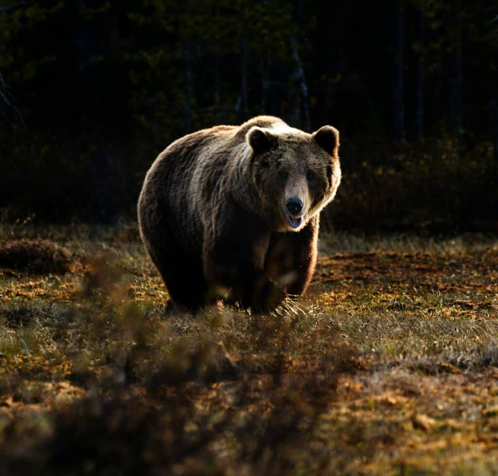 A Siberian brown bear free in his habitat showing the importance of preservation.