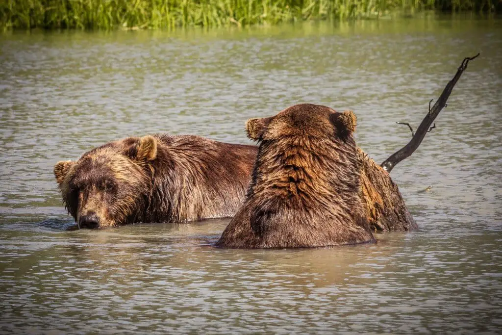 Two Kodiak bears in a river.