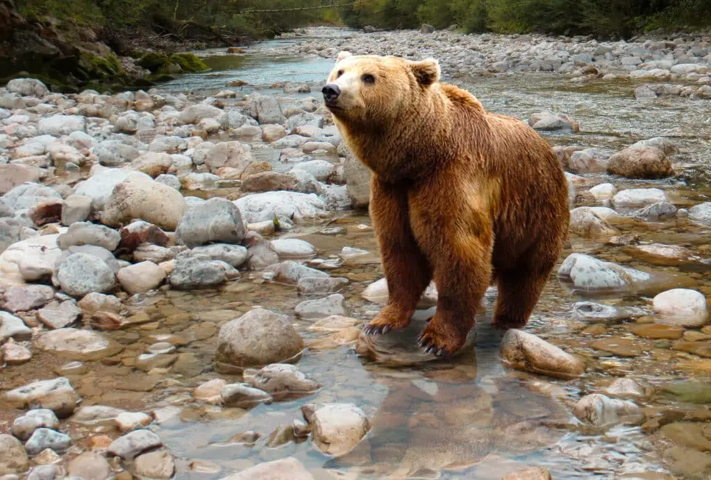A Kodiak bear crossing a river.