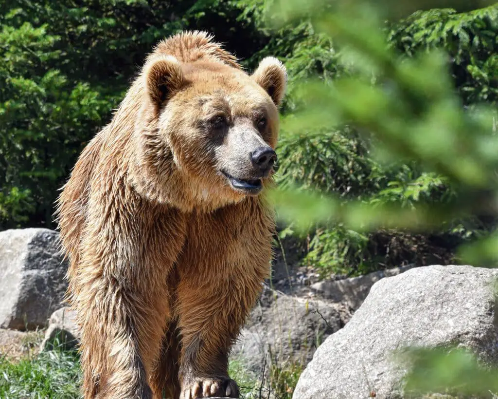 Kodiak bear as an example of Alaska wilderness.