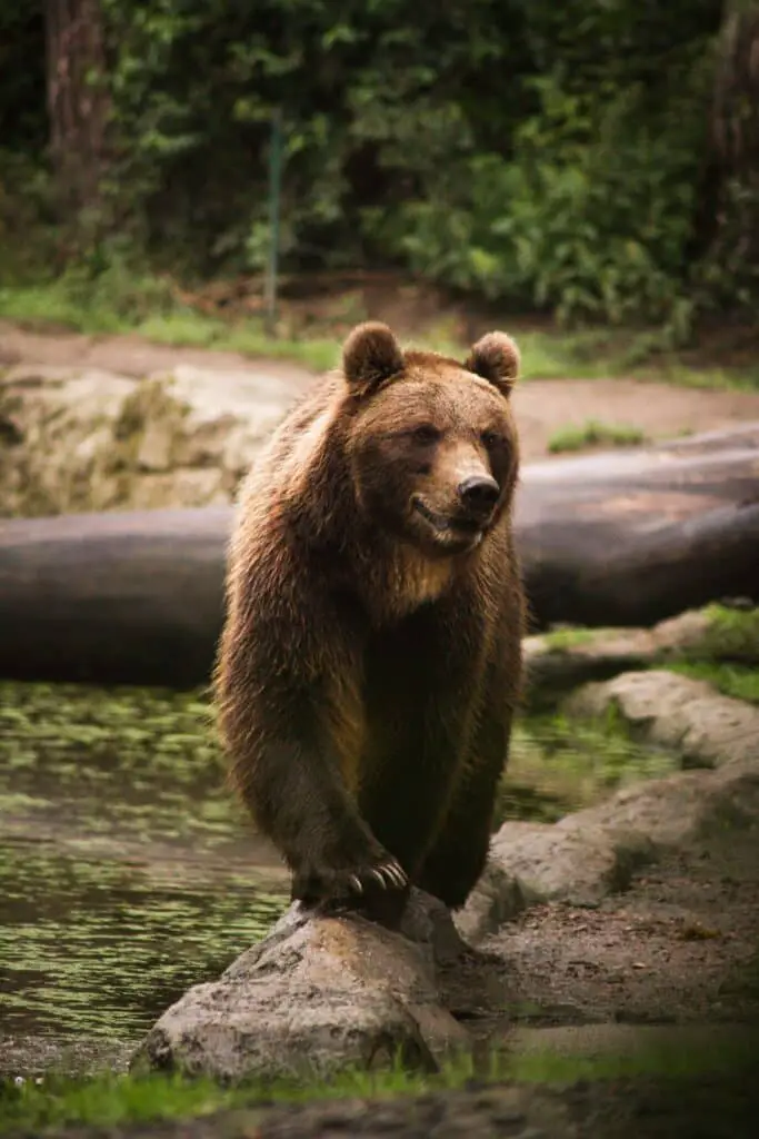 Kodiak bear walking in its natural habitat.