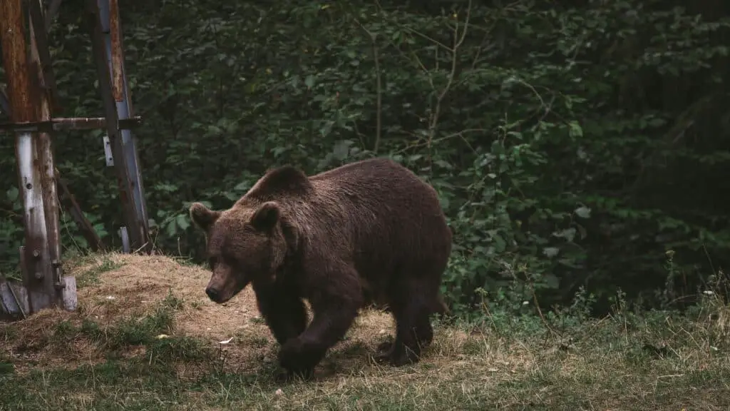 Picture of a Kodiak bear in the wilderness for preservation awareness. 