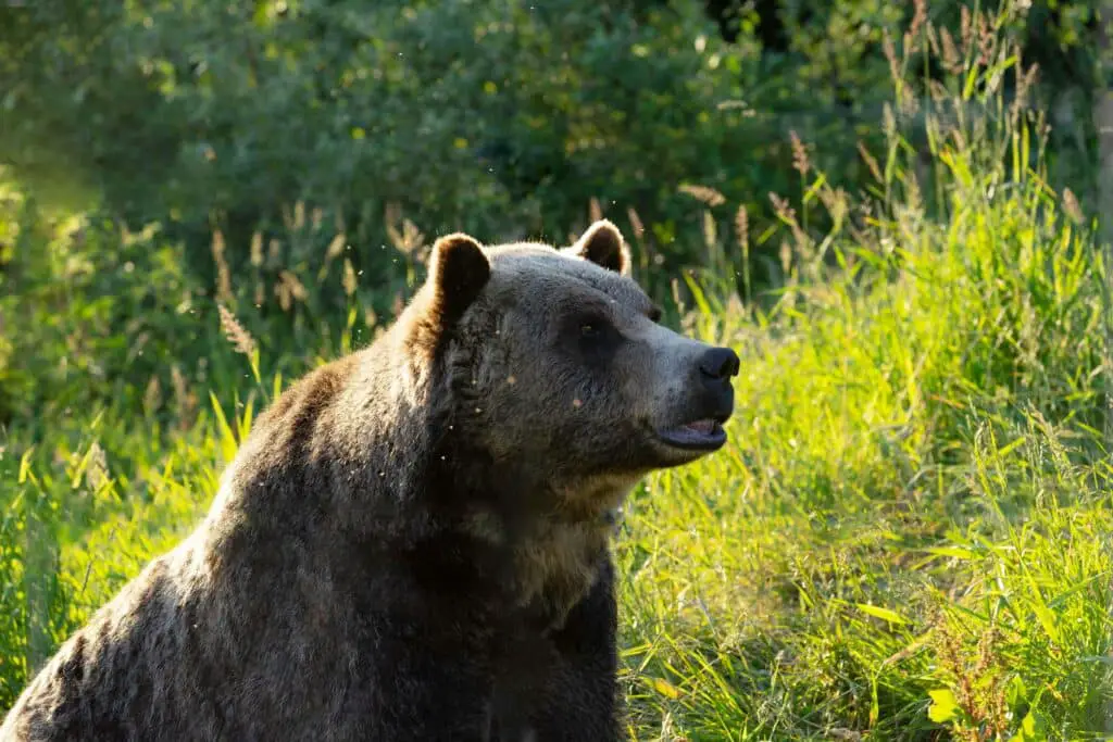 Kodiak bear alone in the wilderness.