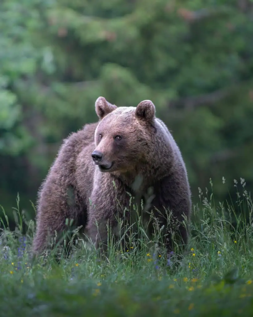 A Kodiak bear surrounded by nature.