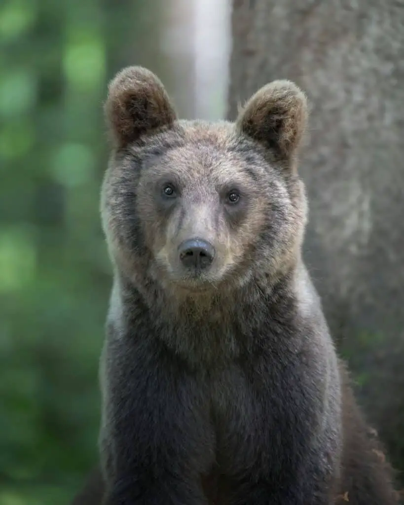 Kodiak bear as a representation of folklore.