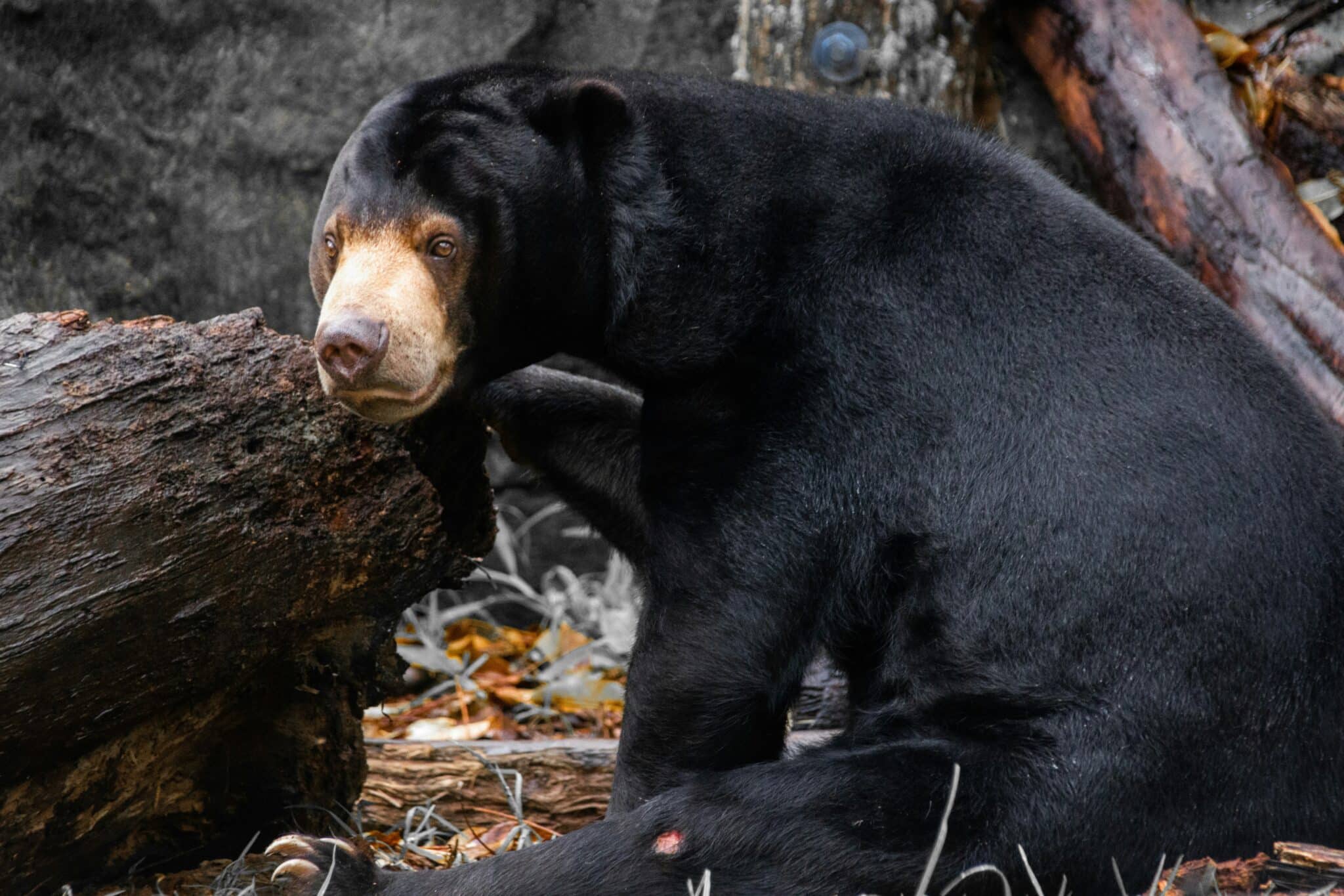 A picture of a Sun bear sitting.