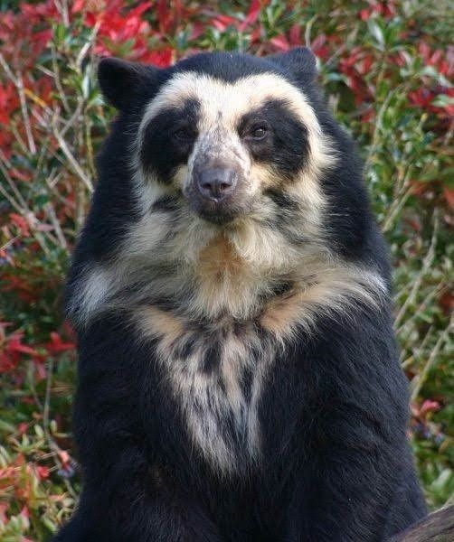 Andean Bear in the wilderness.