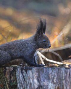 Abert's Squirrel (Sciurus aberti)