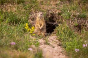 Arctic Ground Squirrel (Urocitellus parryii)