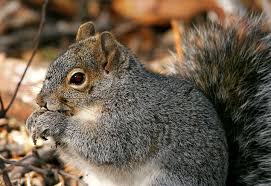 Arizona Gray Squirrel (Sciurus arizonensis)