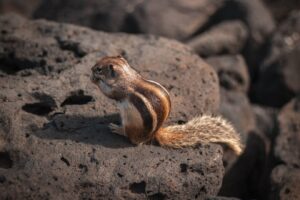 Barbary Ground Squirrel (Atlantoxerus getulus)