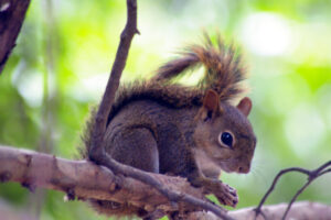 Bolivian Squirrel (Sciurus ignitus)