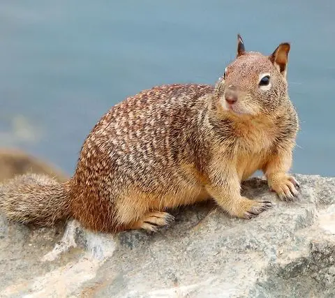 California Ground Squirrel (Otospermophilus beecheyi)