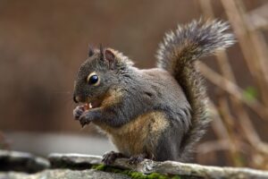 Douglas Squirrel (Tamiasciurus douglasii)