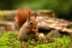 american red squirrel (tamiasciurus hudsonicus)