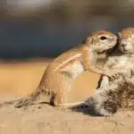 Cape Ground Squirrel (Xerus inauris)