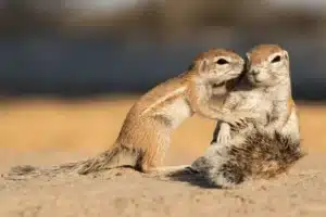 Cape Ground Squirrel (Xerus inauris)