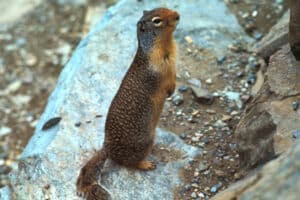 Columbian Ground Squirrel