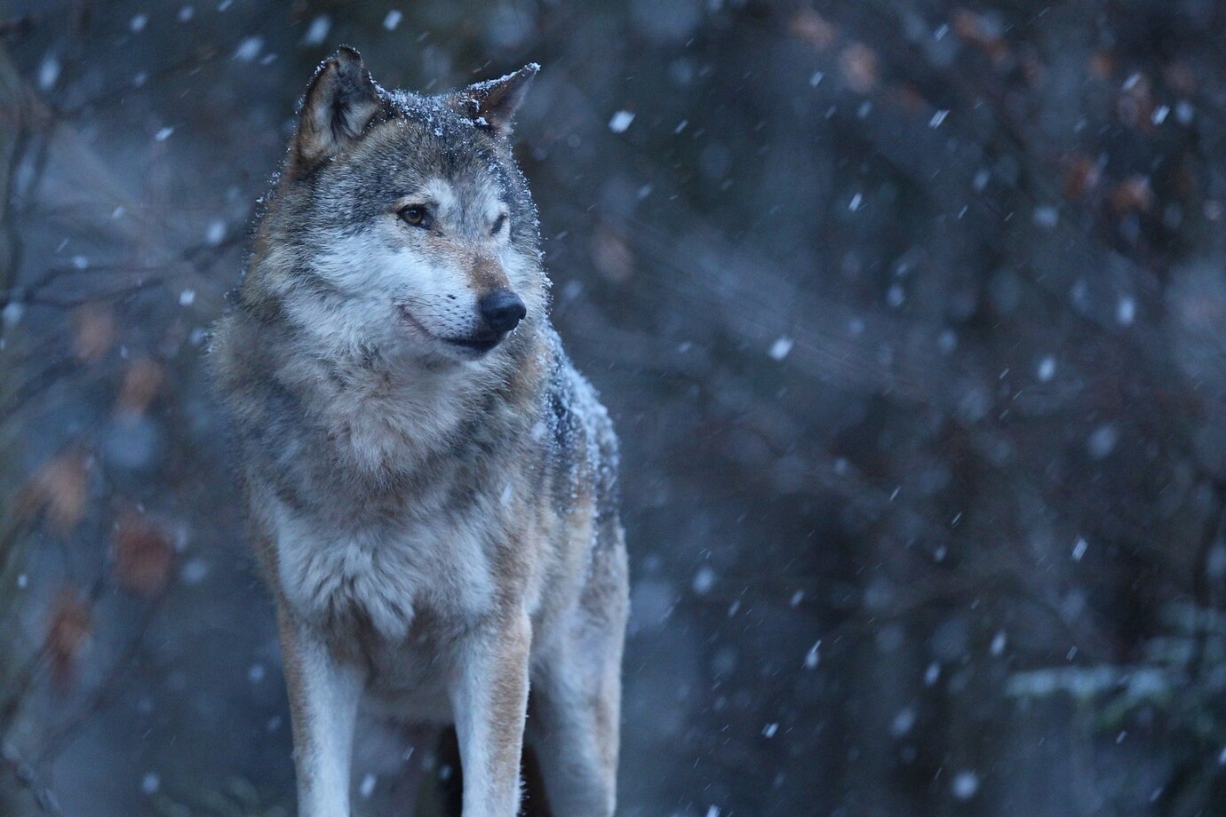 All about WOLVES