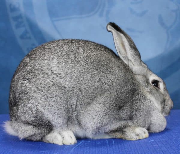 American Chinchilla Rabbits