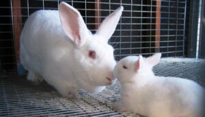 American Rabbit A Unique Breed with a Rich Heritage