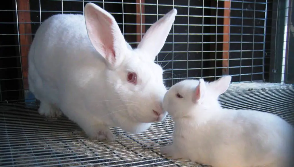 American Rabbit A Unique Breed with a Rich Heritage