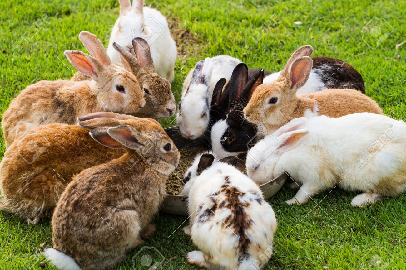 American Rabbit Breed Association (ARBA)