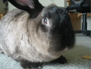 American Sable Rabbits Discover the Charm of this Rare Breed