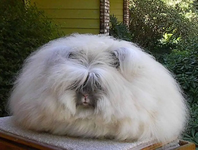 Angora Rabbits: The Complete Guide to Care, Fiber, and Ethical Practices