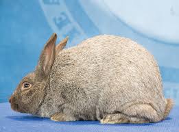 Argente Brun Rabbit: A Comprehensive Guide