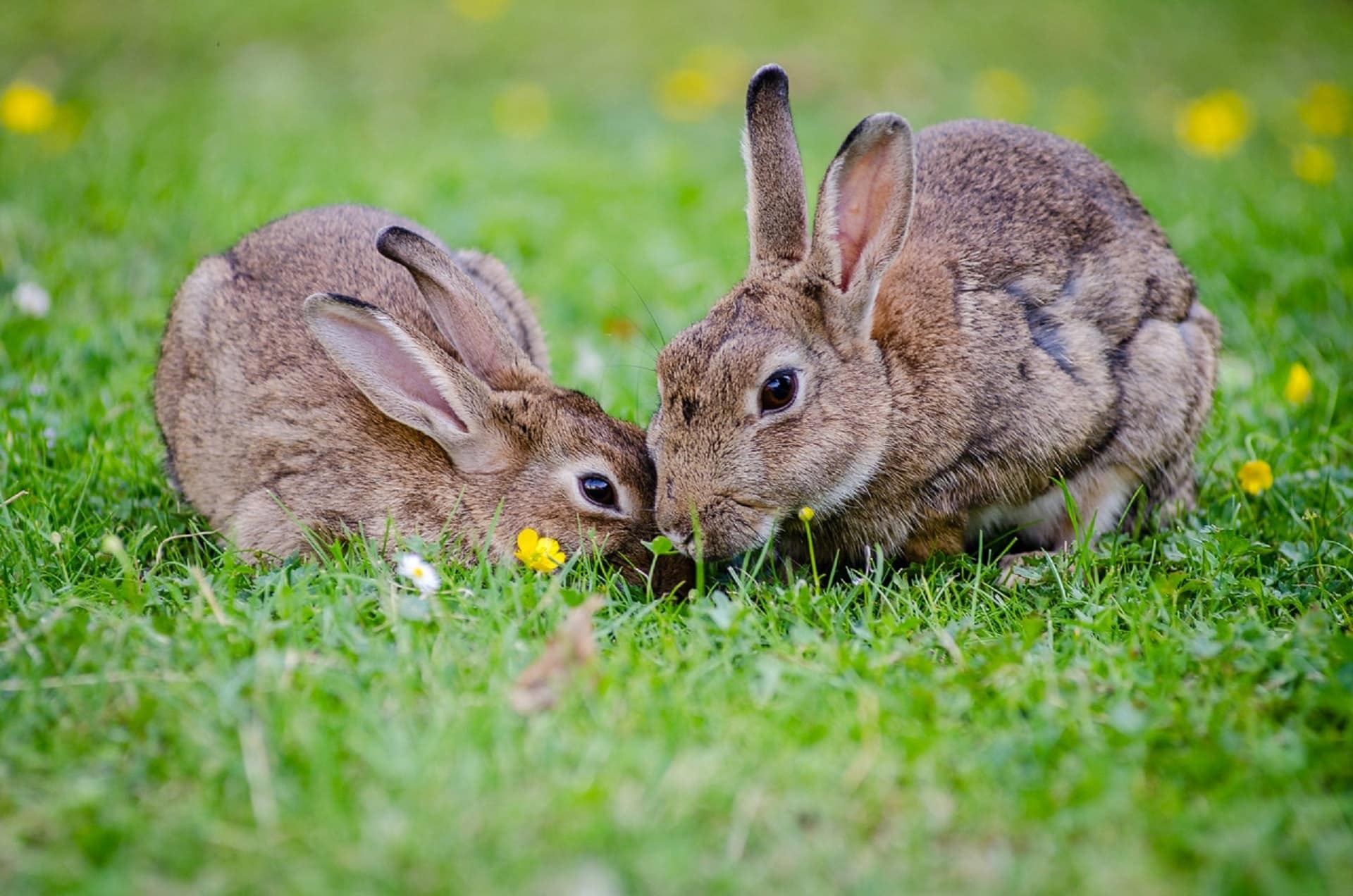 Habitat Rabbits