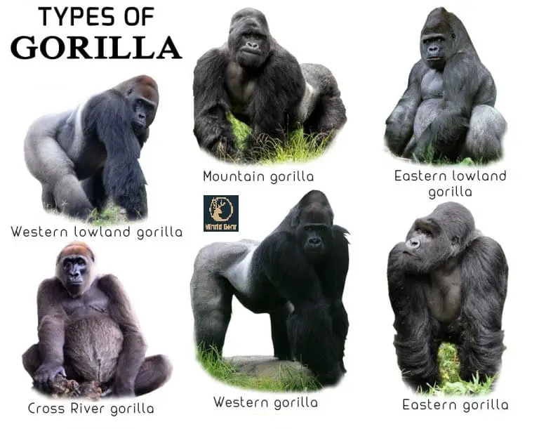 List of Common Types of Gorilla Species