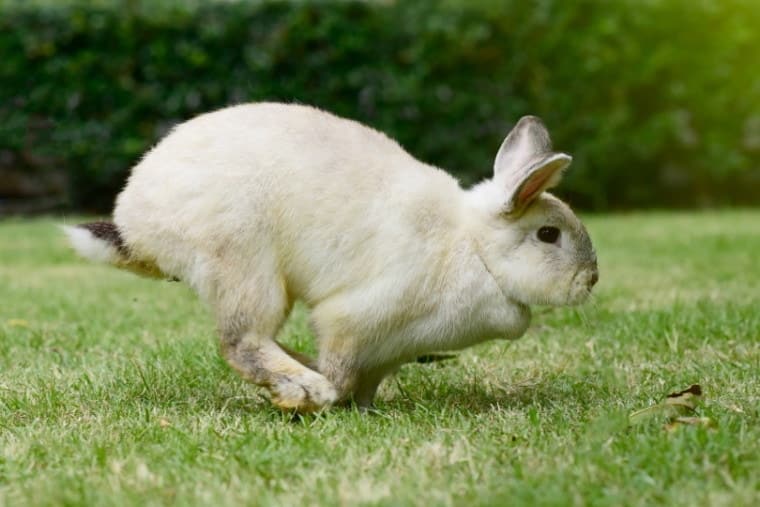 Rabbit Speed