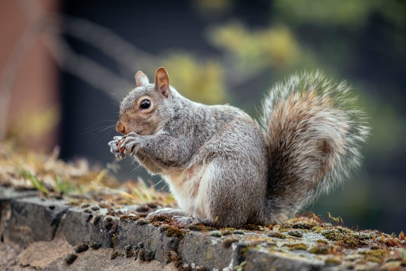 Size varies between different types of squirrels