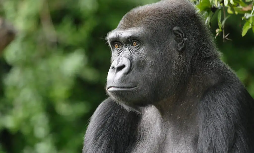 The Western Lowland Gorilla