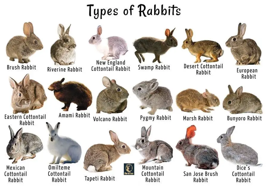 Types of Rabbits