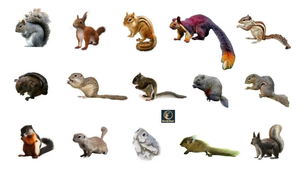 Types of Squirrels