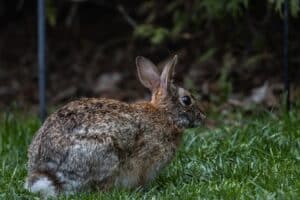 belgian hares