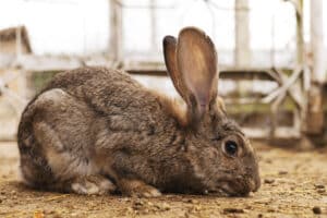 californian rabbit