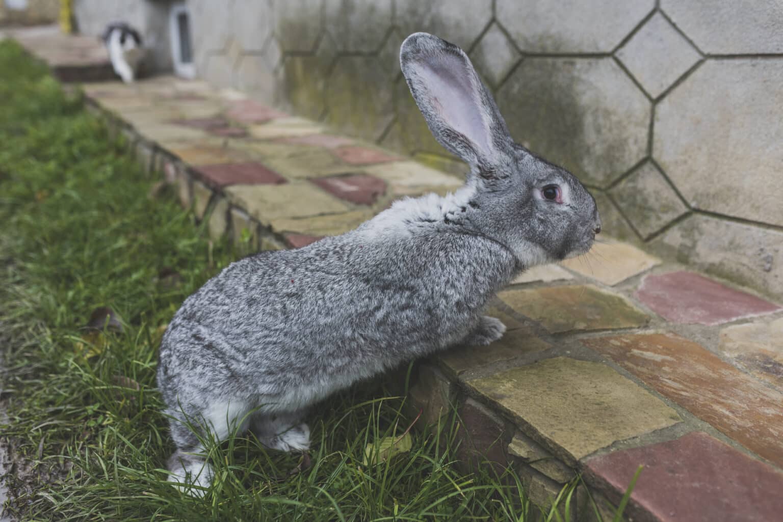 Argente Rabbit - World Deer