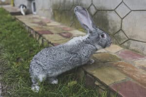 argente rabbit