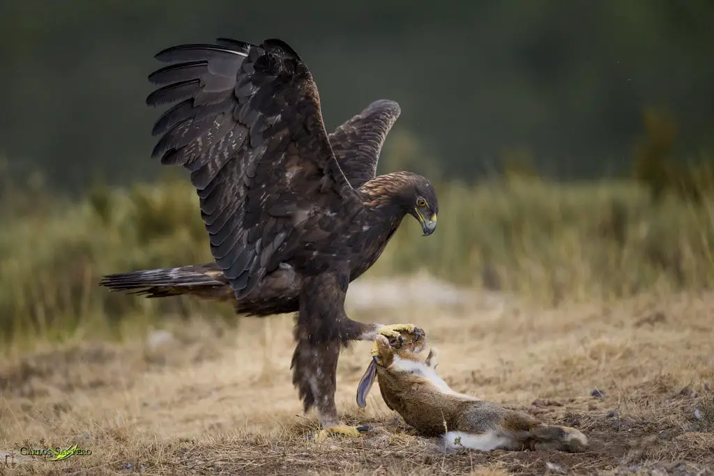 Golden eagle and Rabbit