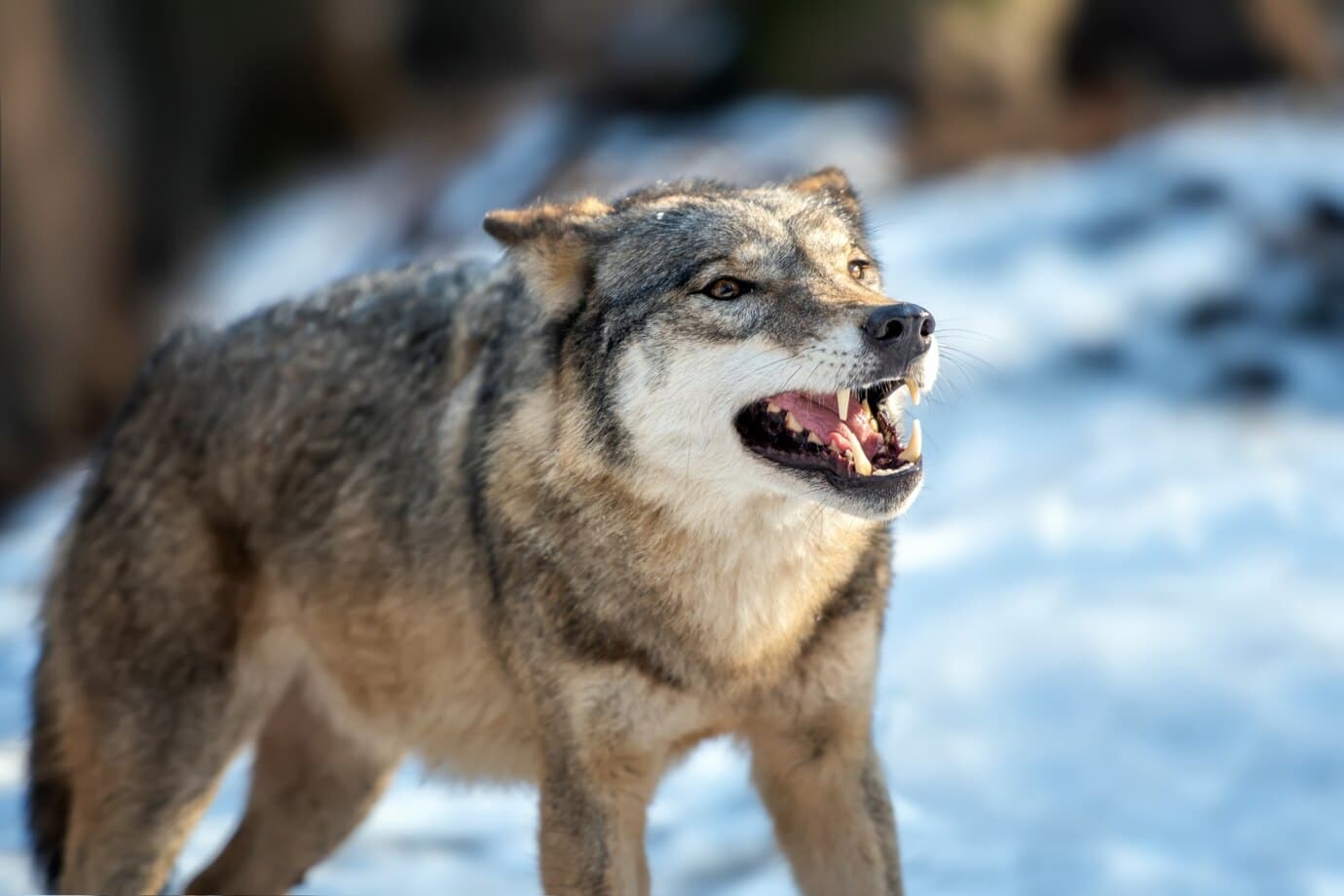 wolves Teeth and jaw structure