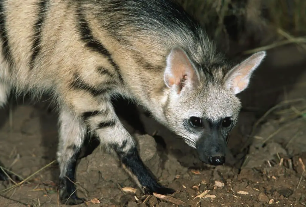 Aardwolf (Proteles cristatus)