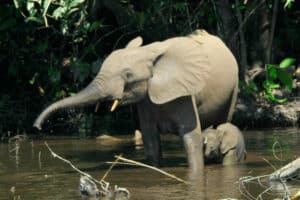 African Forest Elephant (Loxodonta Cyclotis)